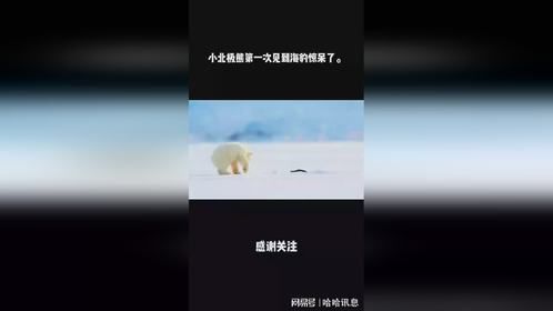小北极熊第一次见到海豹惊呆了。