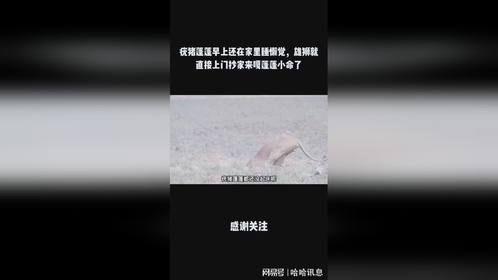 疣猪蓬蓬早上还在家里睡懒觉，雄狮就直接上门抄家来嘎蓬蓬小命了