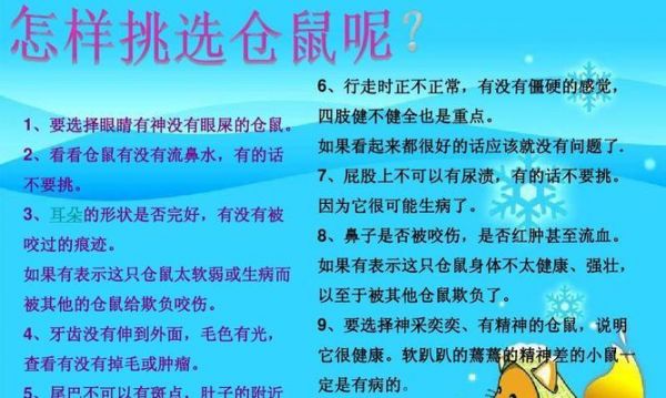 快乐宠物生活，短尾仓鼠饲养全指南（以短尾仓鼠为主角的饲养经验，让您的宠物健康快乐生活）