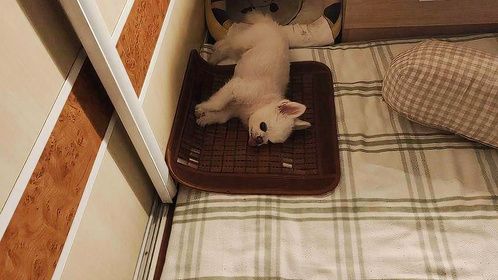 麻麻去洗澡花生看了一眼就睡觉了。