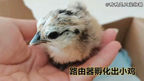 尝试用路由器孵化鸡蛋，二十二天喜获一只小可爱，生命太神奇了