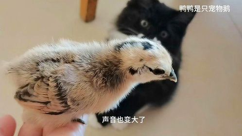 路由器孵出的小鸡九天了，小猫第一次和小鸡见面，被鸡啄了好几口