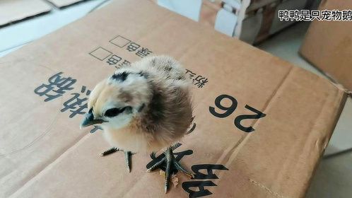 路由器孵化小鸡全过程