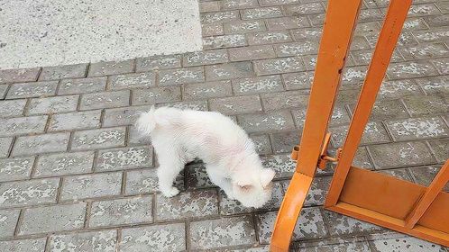 下雨了，不大，遇到胆小狗狗