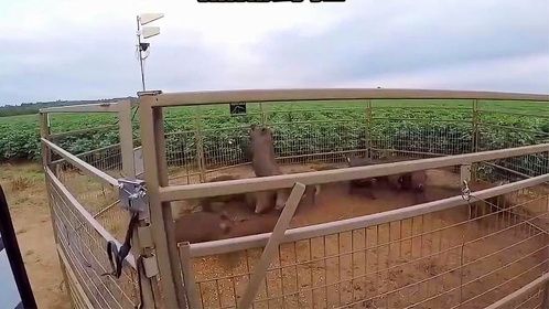 抓捕野猪 传递正能量！