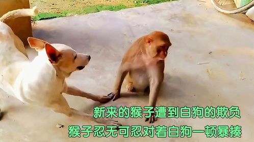 新来的猴子遭到白狗的欺负，猴子忍无可忍对着白狗一顿暴揍！(1)