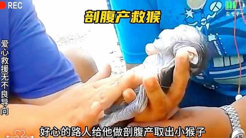 破腹产救小猴子 万万没想到！