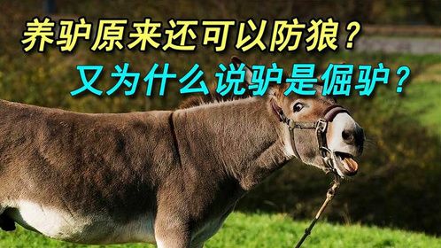 养驴，原来还可以防狼？驴是怎么做到可以防狼的？