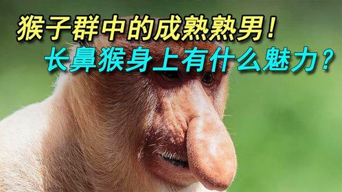 猴子群中的成熟熟男，长鼻猴身上,有什么魅力？