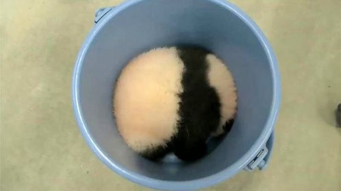 熊猫一头栽进塑料桶中，还以为发生了意外，饲养员一看直接笑了
