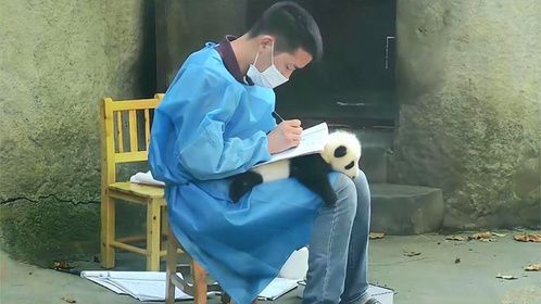 饲养员将小熊猫当“桌垫”，下一秒小熊猫反应，大家忍住千万别笑