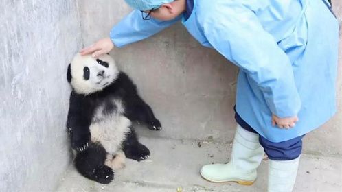 熊猫宝宝蹲在墙角生闷气，饲养员过去安慰，下一秒大家忍住别笑！