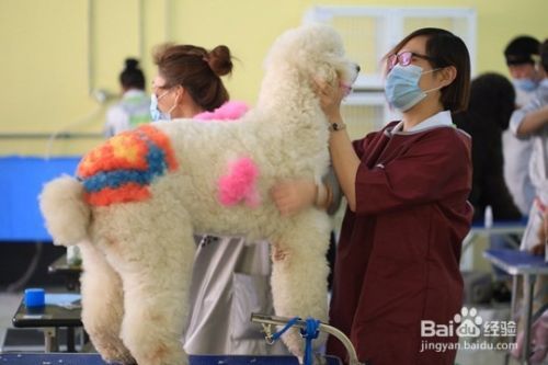 宠物美容学校学习哪些内容