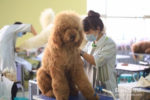 宠物美容学校学习哪些内容