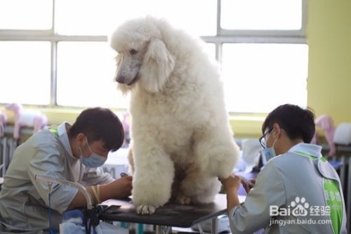 宠物美容学校学习哪些内容