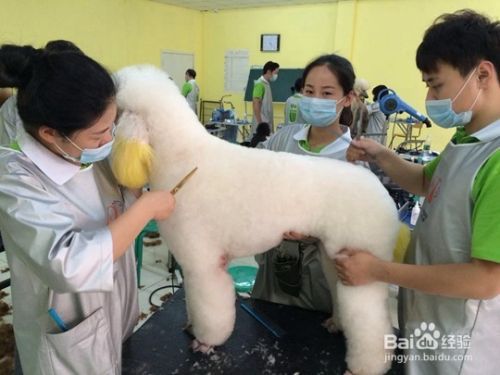 宠物美容学校学习哪些内容