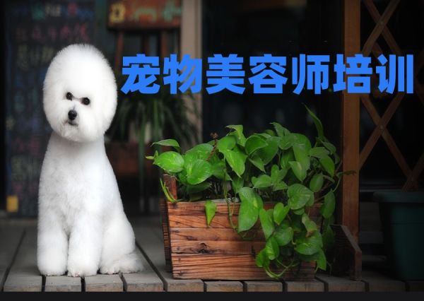 北京宠物美容师十大培训班排名整理.jpg