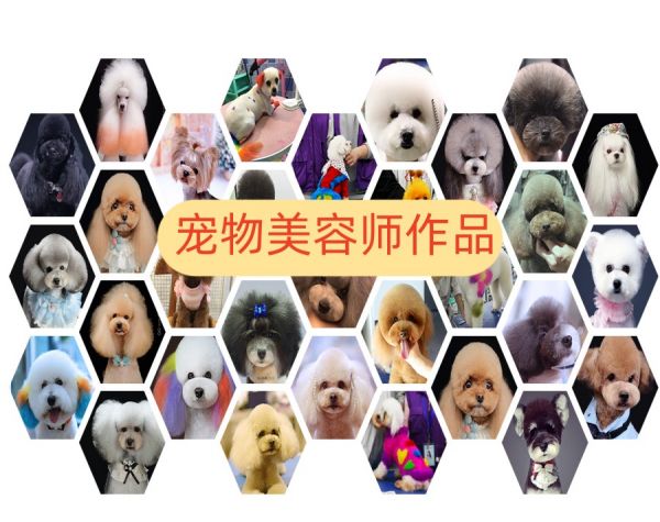 北京宠物美容师十大培训班排名整理.jpg