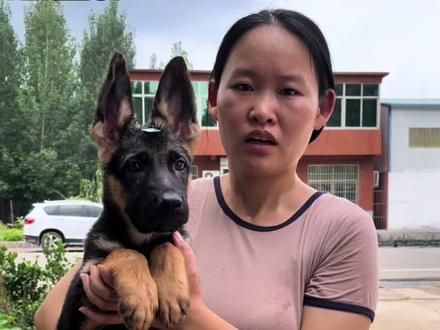 #德国牧羊犬 #看家护院