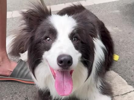 边牧的弃养率为什么这么高？ #边牧 #边境牧羊犬 #狗奔向你的喜悦 #狗狗 #狗是狗边牧是边牧