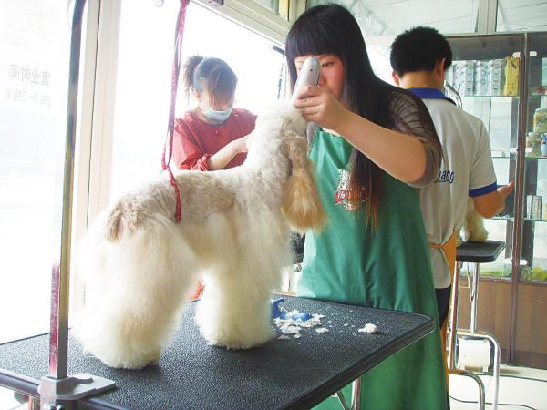 创业从小宠物开始
