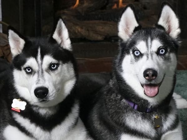 了解狗狗的这16个行为特点，做到科学养犬