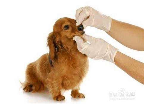 狗狗长虱子了怎么办，实用狗狗除虱小技巧