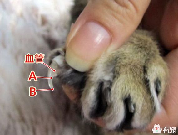 怎么给宠物猫咪修剪指甲?