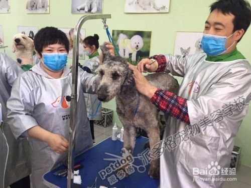 给宠物剪指甲有哪些方法
