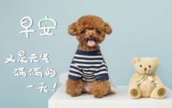 烟台哪个宠物美容培训机构