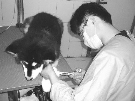 宠物美容师——“包装”宠物有我更靓