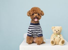 北京宠艺宠物美容师培训学校主营业务-宠物美容技术培训