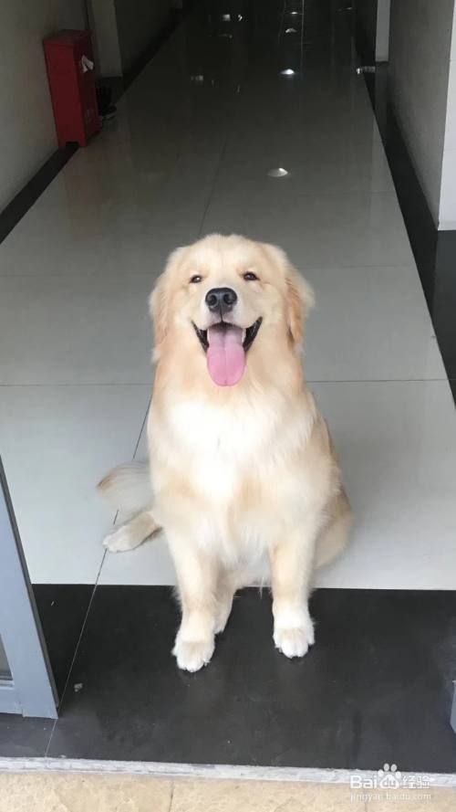 狗狗脱毛怎么办怎么处理
