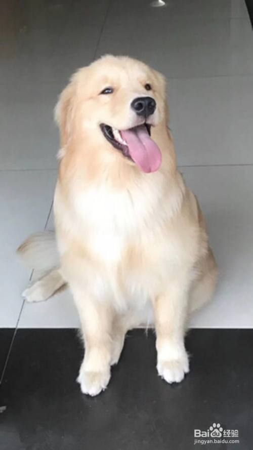 狗狗脱毛怎么办怎么处理
