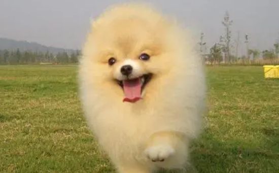 AGEPET超流行的剪头发造型让博美一秒变柴犬！
