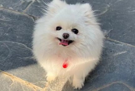 AGEPET超流行的剪头发造型让博美一秒变柴犬！