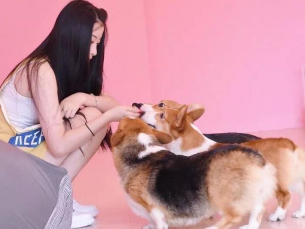 上海12家可以带宠物星人的餐厅，铲屎官必备！