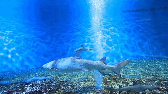 海底总动员丨天山海世界首届海洋展强势来袭！儿童体验券免费领啦