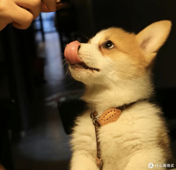 宠物日常照顾方法怎么做