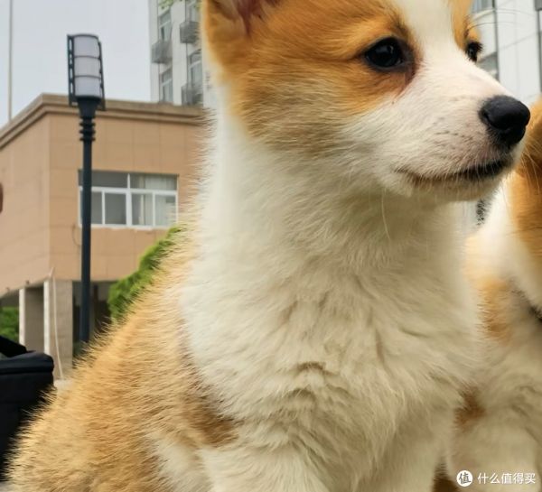 宠物日常照顾方法怎么做