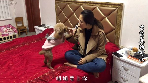 我家泰迪真是矫情，主人去哪里它都要跟，不带它就这样耍赖