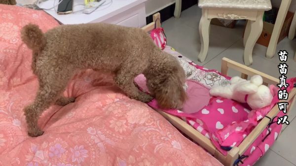 泰迪狗知道下去就上不来了，再想拿东西也不下去，真聪明