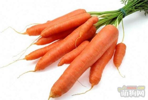 宠物也有肠胃问题 这些食物能够促进宠物肠胃蠕动