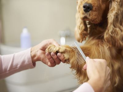 自由犬宠物用品加盟