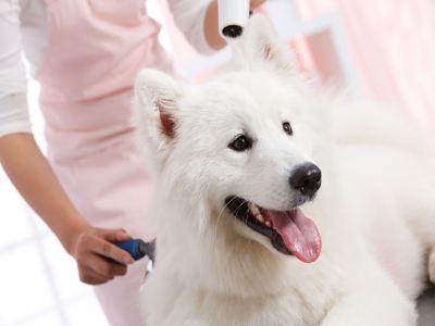 狗狗屋宠物生活馆加盟