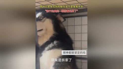 男子下班回家发现狗狗躲在笼子里鬼鬼崇崇，“谁干的真的一眼就看出来了”（来源：日照日报）