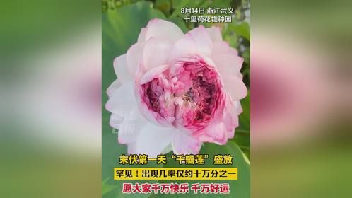 末伏第一天“千瓣莲”盛放。罕见！出现几率仅约十万分之一！（来源：浙江日报）