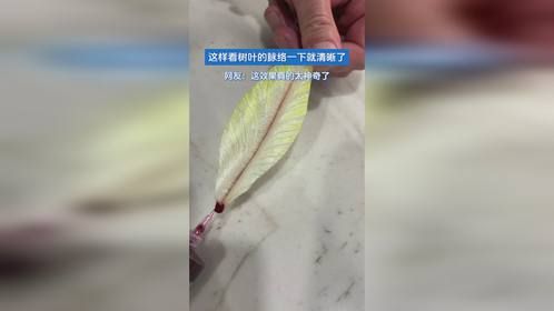这样看树叶的脉络一下就清晰了