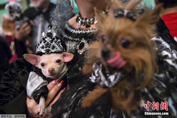 纽约举行宠物时装秀 各色萌犬华丽登场