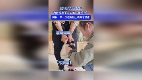 主人喂小狗吃饭时，狗狗发出了尖锐的“爆鸣声”